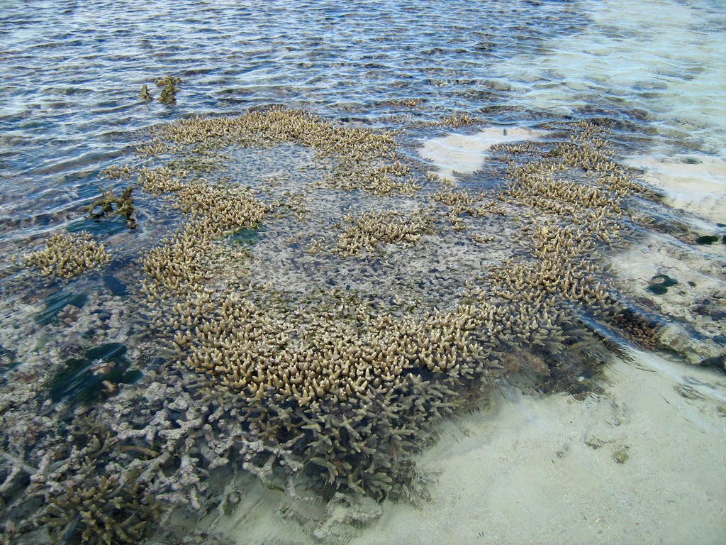 Reef & Marine Life